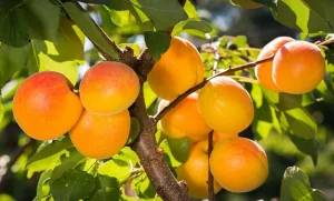 5 ошибок при посадке абрикоса, из-за которых дерево не плодоносит